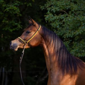 Insha Samara
